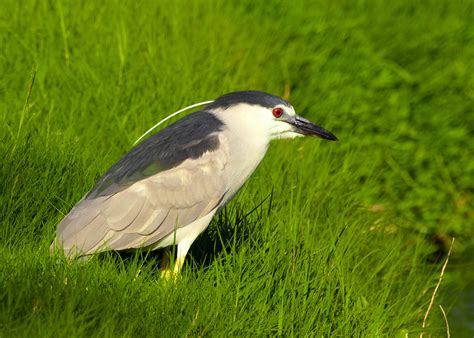 Black Crowned Night Heron In The Grass Image Free Stock Photo