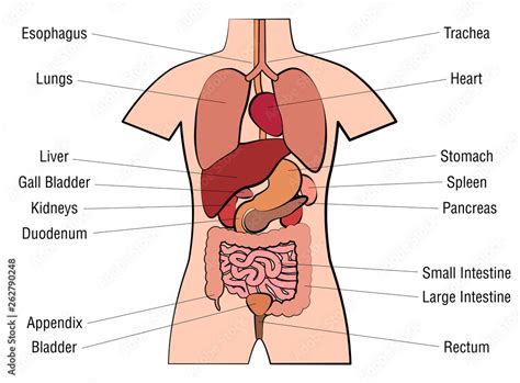 Human Body Organs Diagram Appendix