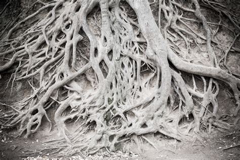 Exposed Tree Roots This Trees Exposed Root System Grows D Flickr