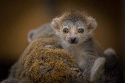Endangered Lemur Is Newquay Zoos Crowning Glory Group Travel World
