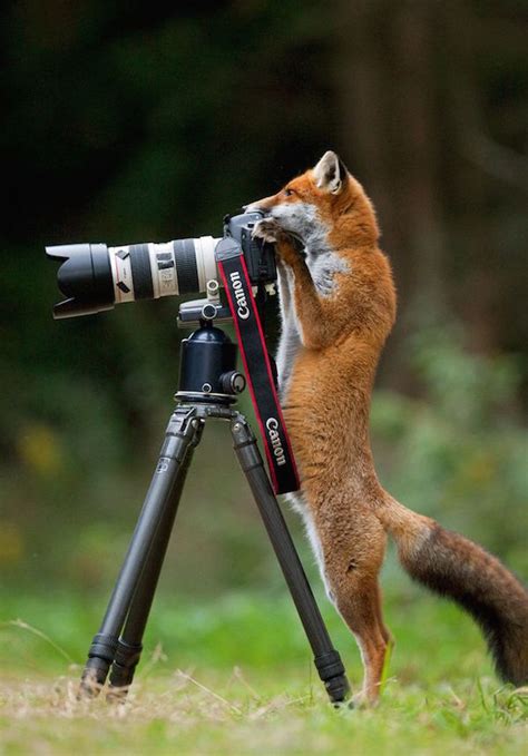 Your funny animals stock images are ready. 17 Funny Animals Appear to Be Taking Photos with Cameras