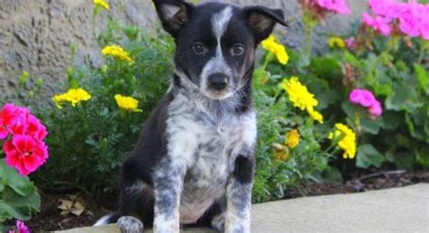 Blue Heeler Mixmeet Addy A Puppy For Adoption