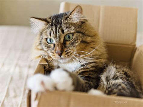 So cat owners from all around the world are testing this, and weirdly enough, all cats have the same not so fast, kitty! Why do Cats Like Boxes? New Study Offers New Answers