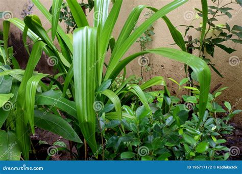 Decorative Plant Natural Nursery Background Stock Photo Image Of
