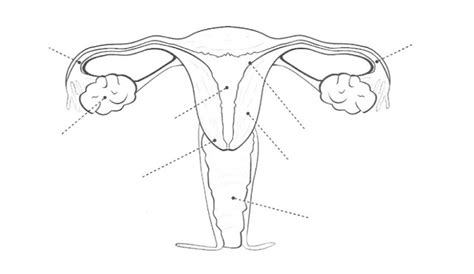 Aparato Reproductor Femenino Para Colorear Cuerpo Humano