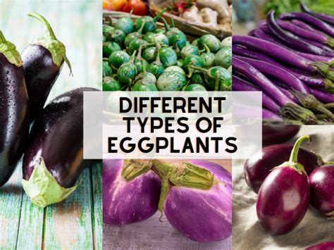 Different Types Of Eggplants And Recipes • Oh Snap Lets Eat