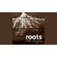 Roots  YouTube