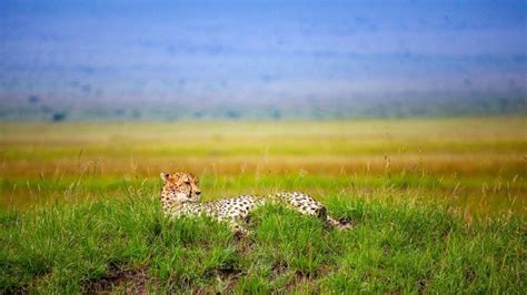 Cheetah Safaris 20222023 ~ Specialist And Ethical Tours To Africa