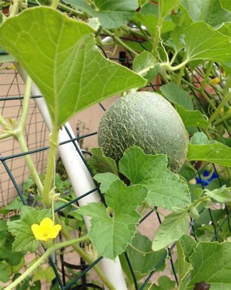 9 Tips For Planting And Growing Cantaloupe In Your Garden My Desired Home