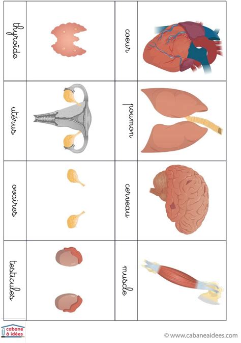 Cartes De Nomenclature Organes Du Corps Human Artofit