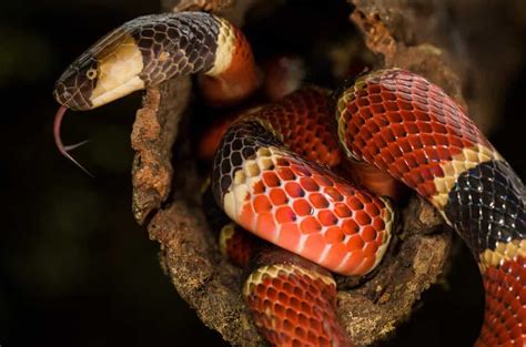 Coral Snakes A Species Profile With Pictures And Bite Information