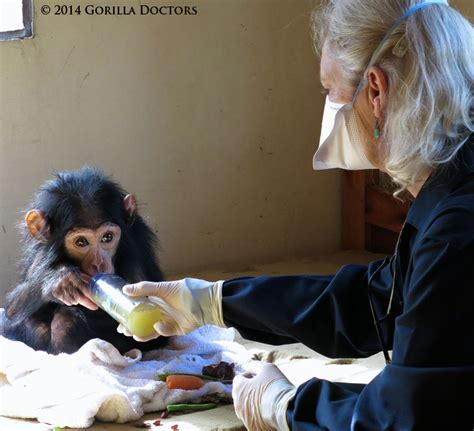 Orphan Chimp Regaining Health After Poaching Ordeal Gorilla Doctors