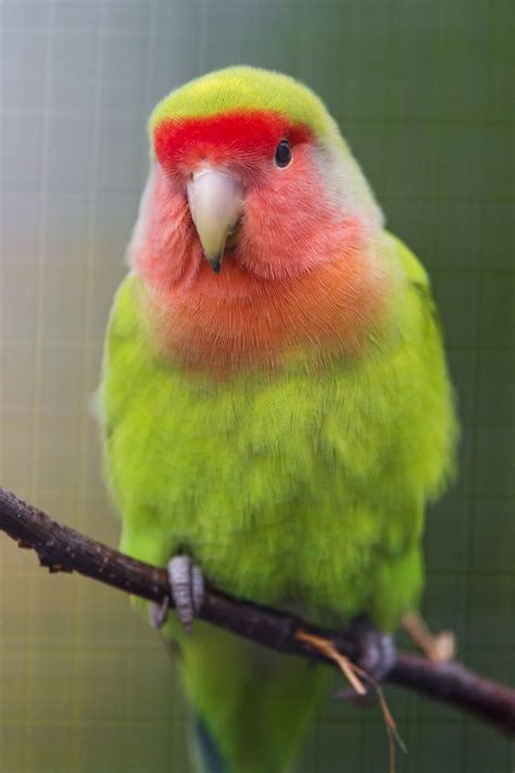 112 Best Lovebirds Images On Pinterest Beautiful Birds