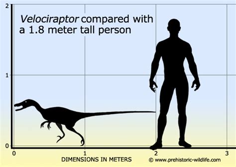 Gallery For Velociraptor Size