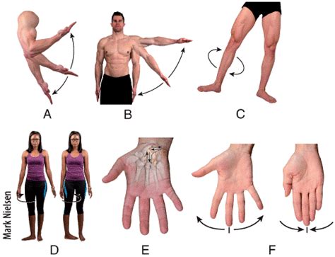 Body language is the range of nonverbal signals that you use to communicate your feelings and intentions. Print multi choice: skeletal sytsem joints flashcards | Easy Notecards