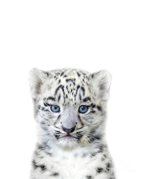 Baby Snow Leopard Baby Animals Art Print By Synplus Digital Art By