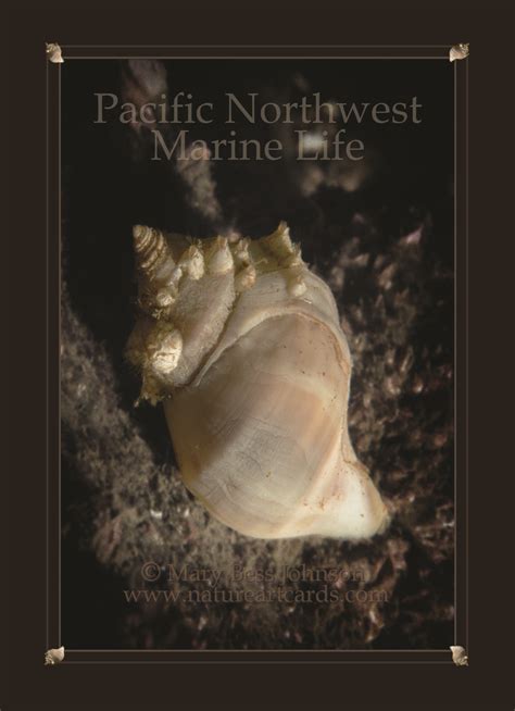 Pacific Northwest Marine Life Nature Art Cards And Prints