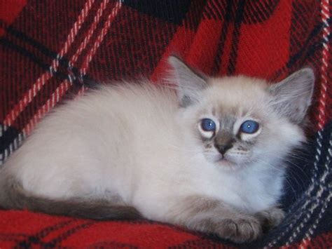 Seal Lynx Point Balinese Balinese Cat Cute Cats Cats And Kittens