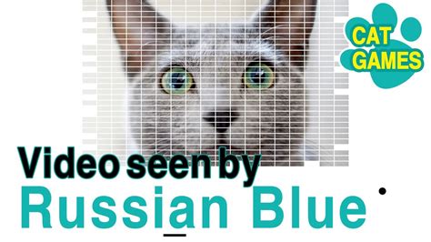 Want to win one of them? Video para gatos4 For Russian Blue Video for cats Please ...