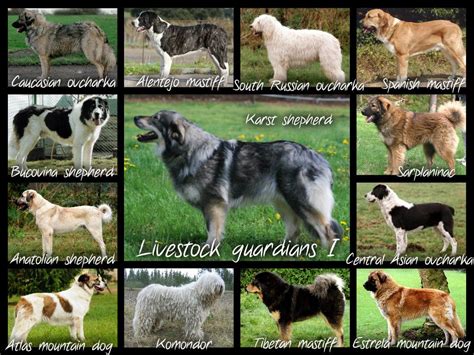 What Is A Livestock Guardian Dog Predators Forum At Permies