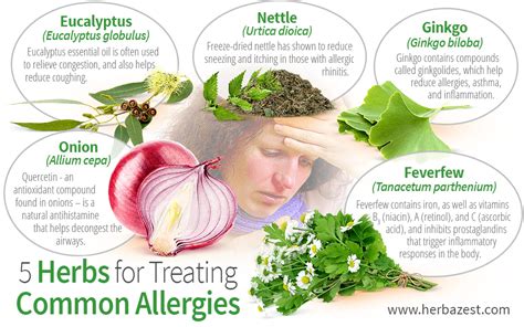 5 Herbs For Treating Common Allergies Herbazest