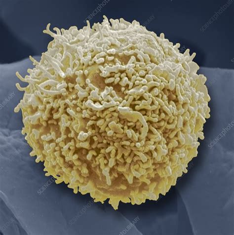 Lymphocyte White Blood Cell Sem Stock Image F0040837 Science