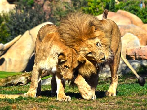 León Africano Bioparc Valencia