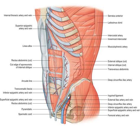 Anterior Abdominal Wall Clinical Gate