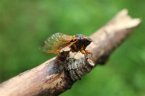What Happened To The Brood X Cicadas Popular Science