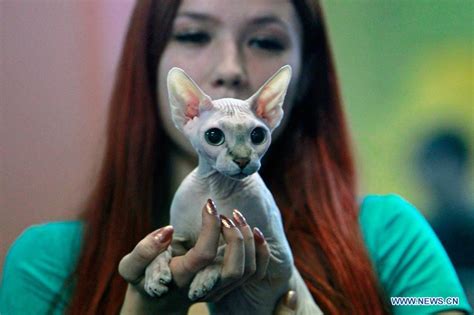 Sofisticat Feline Beauty Contest Held In Bucharest Romania Xinhua