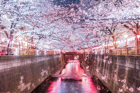 A Guide To Hanami The Best Cherry Blossom Wow U Japan