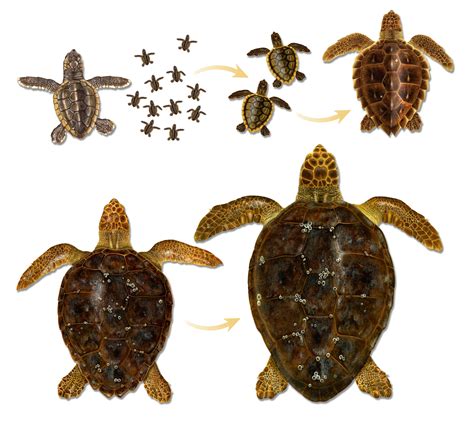 Atlantic Loggerheads Why Isnt The Best Understood Sea Turtle