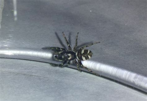 Zebra jumping spiders do not build webs to catch prey. Zebra Jumping Spider - What's That Bug?