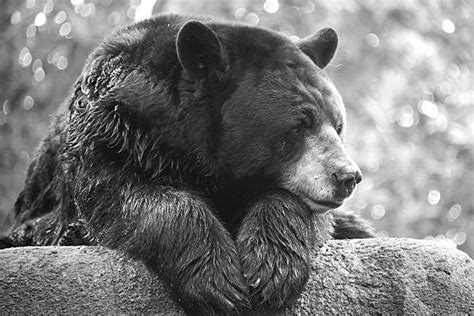 Best Sad Bear Stock Photos Pictures And Royalty Free Images Istock