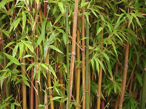 Bamboo is an amazing plant. Bambus Pflege - Tipps und Tricks für das optimale Vorgehen ...