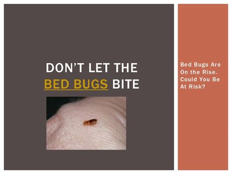 Dont Let The Bed Bugs Bite Bed Bugs Are On The Rise Could You Be