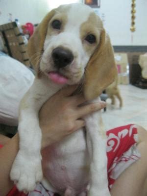Beagle puppies in dogs & puppies for sale. Beagle Puppy Sold - 7 Years 3 Months, Lemon Boy from Seri ...