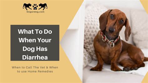 Finding out that your dog has cancer is something that every pet owner fears. GUIDE What to Do If Your Dog Has Diarrhea & What to Give ...