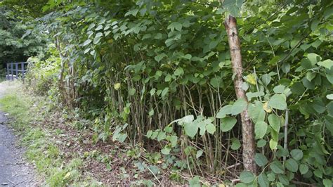 Jun 14, 2021 · durée : L'Î.-P.-É. s'attaque à la renouée du Japon, une plante ...