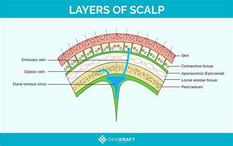 The 5 Layers Of Scalp Explained Skinkraft