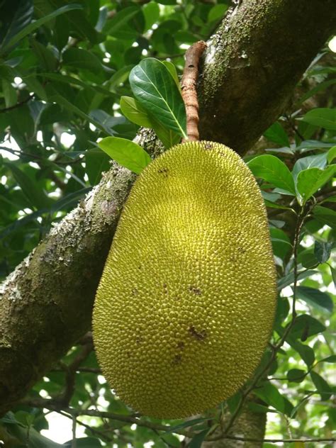 Jackfruit is rich in potassium, magnesium, manganese, vitamin c, vitamin a, copper. Polynesian_Produce_Stand