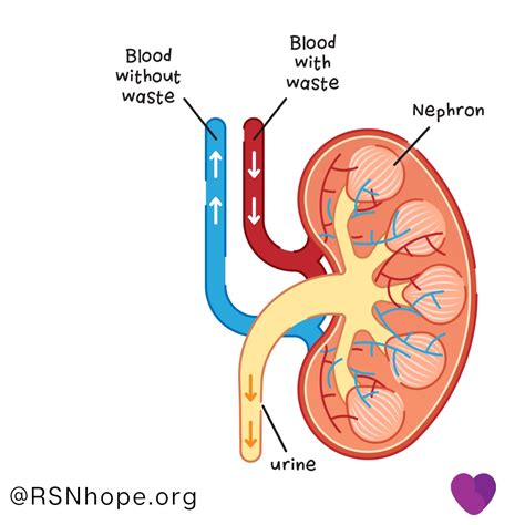 I have some general pain in what i believe is my kidney (on back, left side towards rib cage) when i lay in a certain way, it goes away. Are The Kidneys Located Inside Of The Rib Cage - Kidney ...