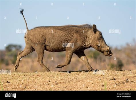 Warthog Running Tail Up Hi Res Stock Photography And Images Alamy