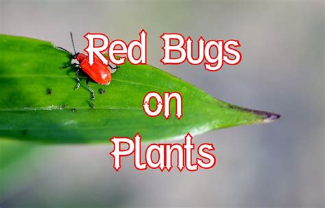 12 Red Bugs On Plants And How To Get Rid Of Them