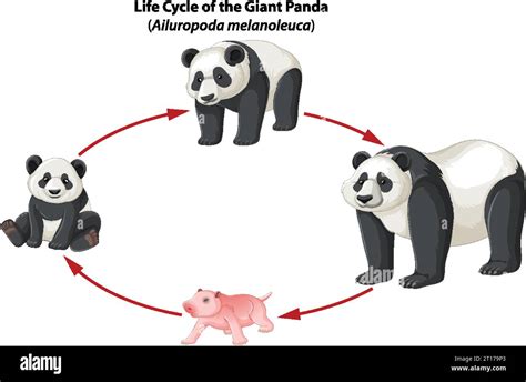 Learn About The Life Cycle Of Pandas Through A Biology Study