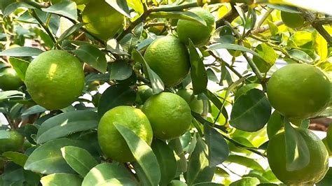 Lemon Tree On Terrace Garden How To Grow And Take Care 9 Months