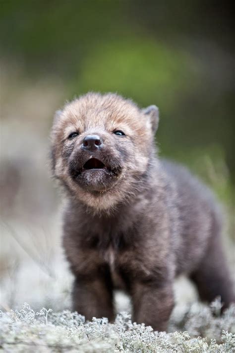 White Wolf 15 Photos Of Adorable Howling Wolf Pups Will Make Your Day