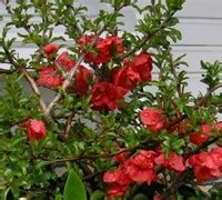 Texans chose the pecan tree as the state tree, and the pecan tree grows well in the region. Texas Scarlet Flowering Quince - Shrubs