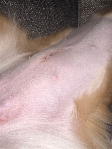 My 8 Month Old Golden Retriever Has A Lump Next To Her Spay Incision