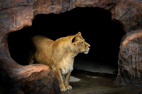 Lion In The Cave Stock Photo Download Image Now Istock